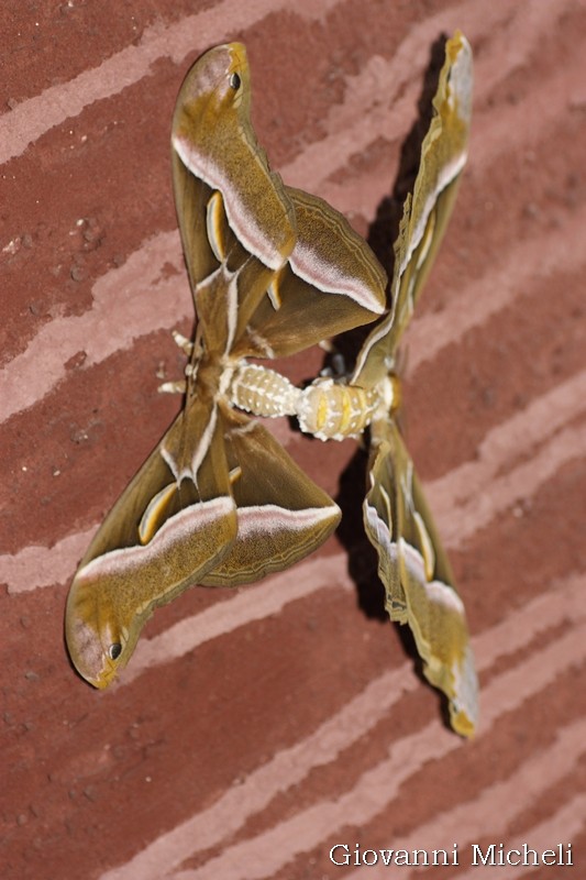 Samia cynthia, Saturniidae